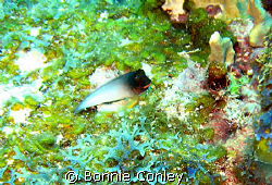Redlip Blenny seen August 2008.  Photo taken with a Canon... by Bonnie Conley 